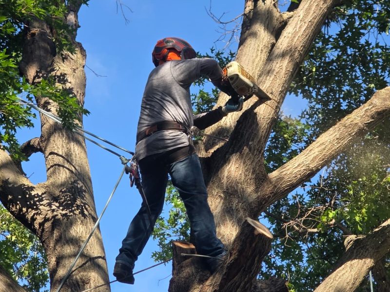 Tree Removal (5)